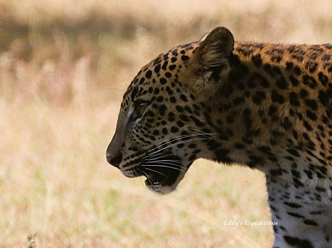 Eddy's Expeditions-加勒必去景点