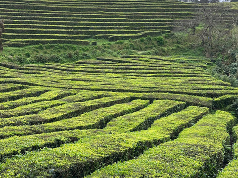 Plantações de Chá Gorreana-Maia必去景点