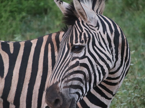 Southern Kruger Safaris-玛洛斯帕克必去景点