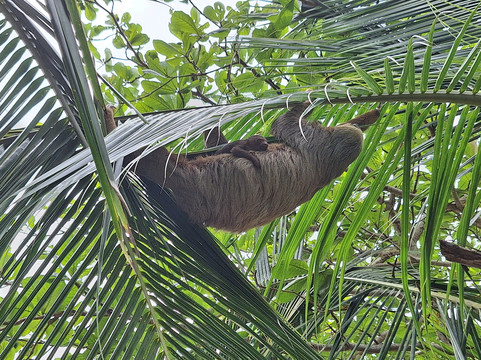 Kalkonu Travel-Ciudad Colon必去景点