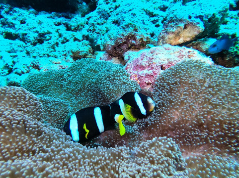 激情马尔代夫潜水学校-Maalhos必去景点