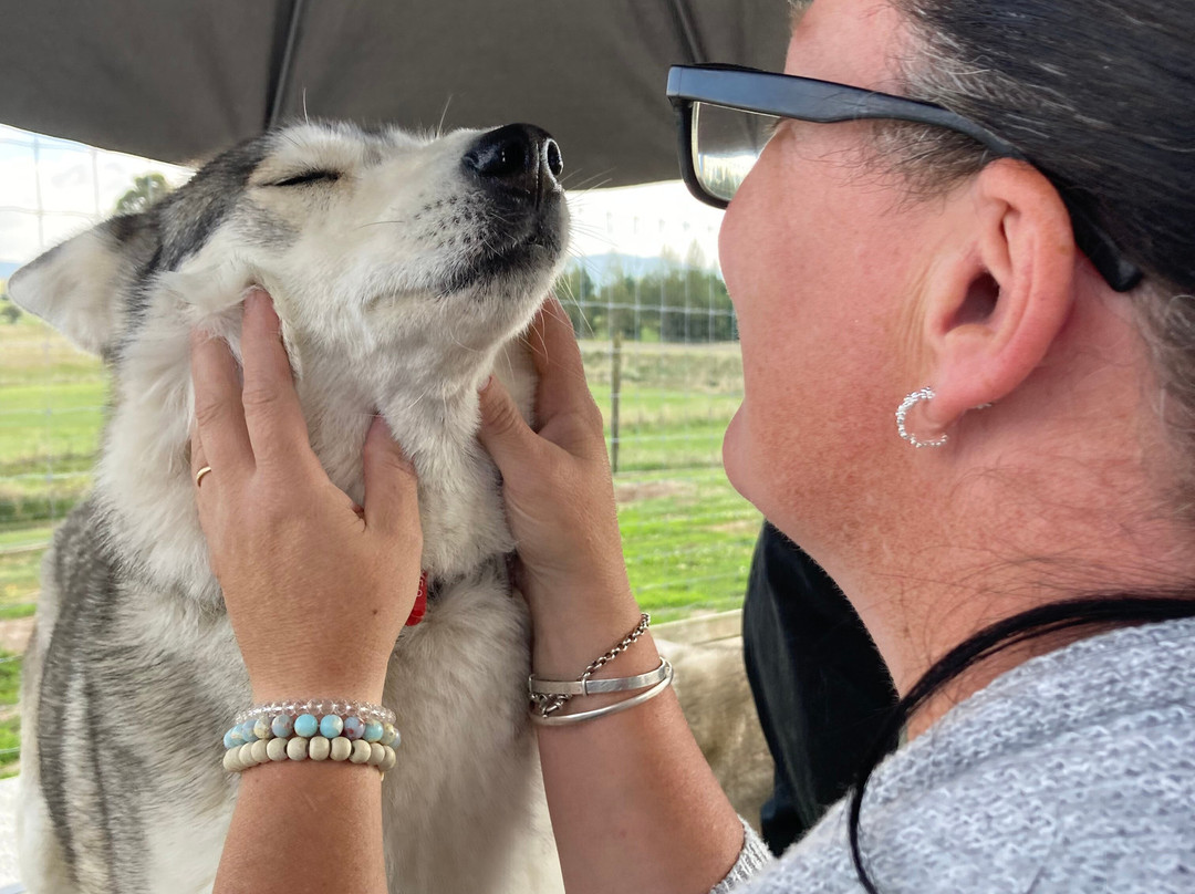 Timberline Racing Siberian Huskies-陶波必去景点