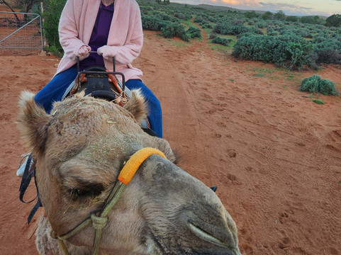 Silverton Outback Camels-Silverton必去景点