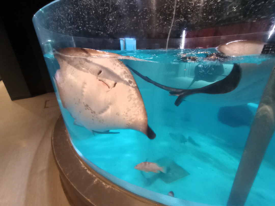 Muroto Haiko Aquarium-室户市必去景点