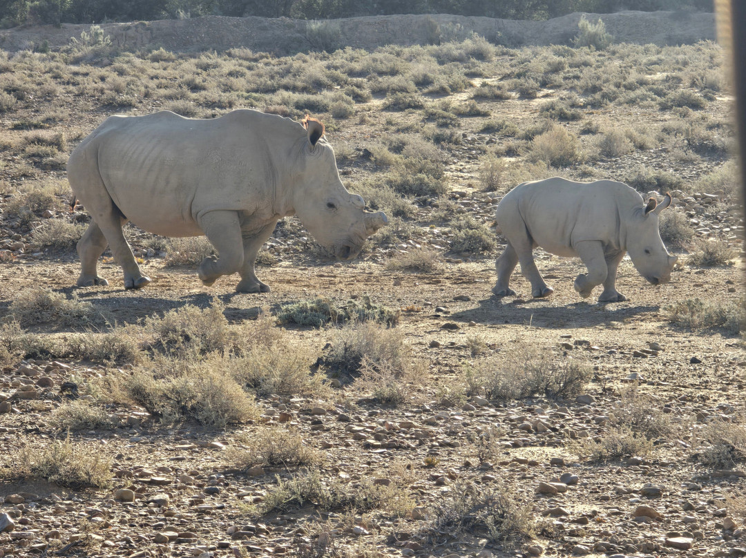 Go Safari-约翰内斯堡必去景点