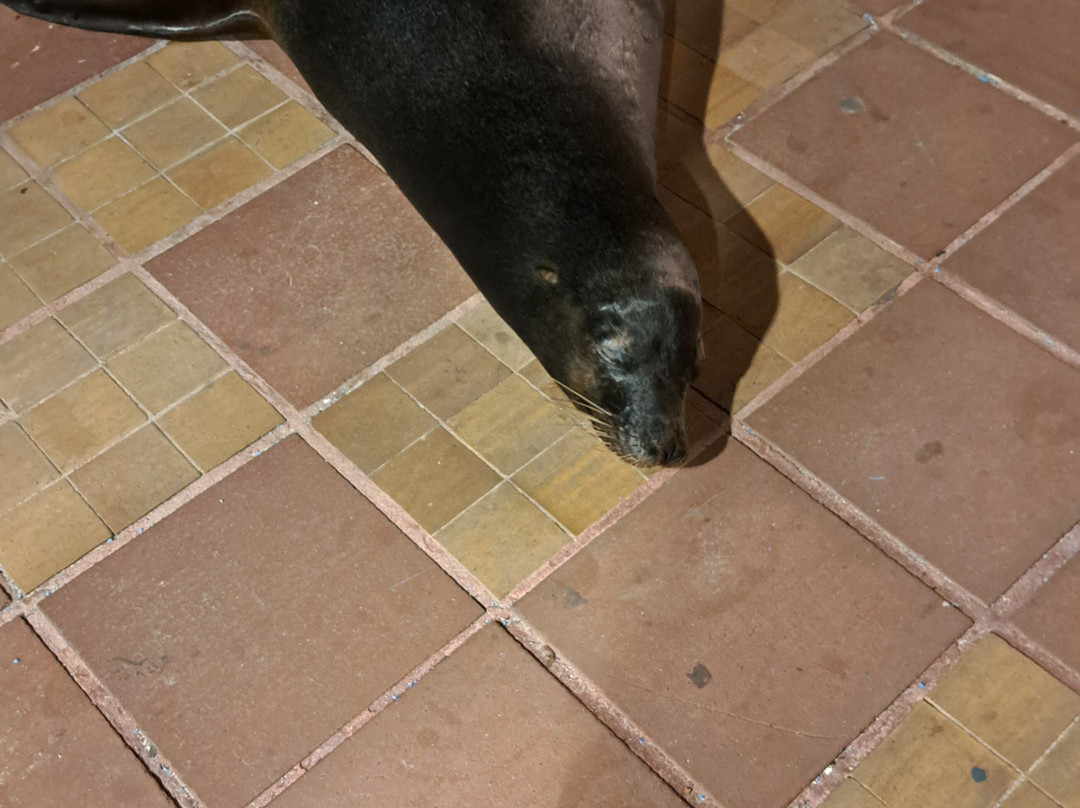 Smart Galapagos-阿约拉港必去景点