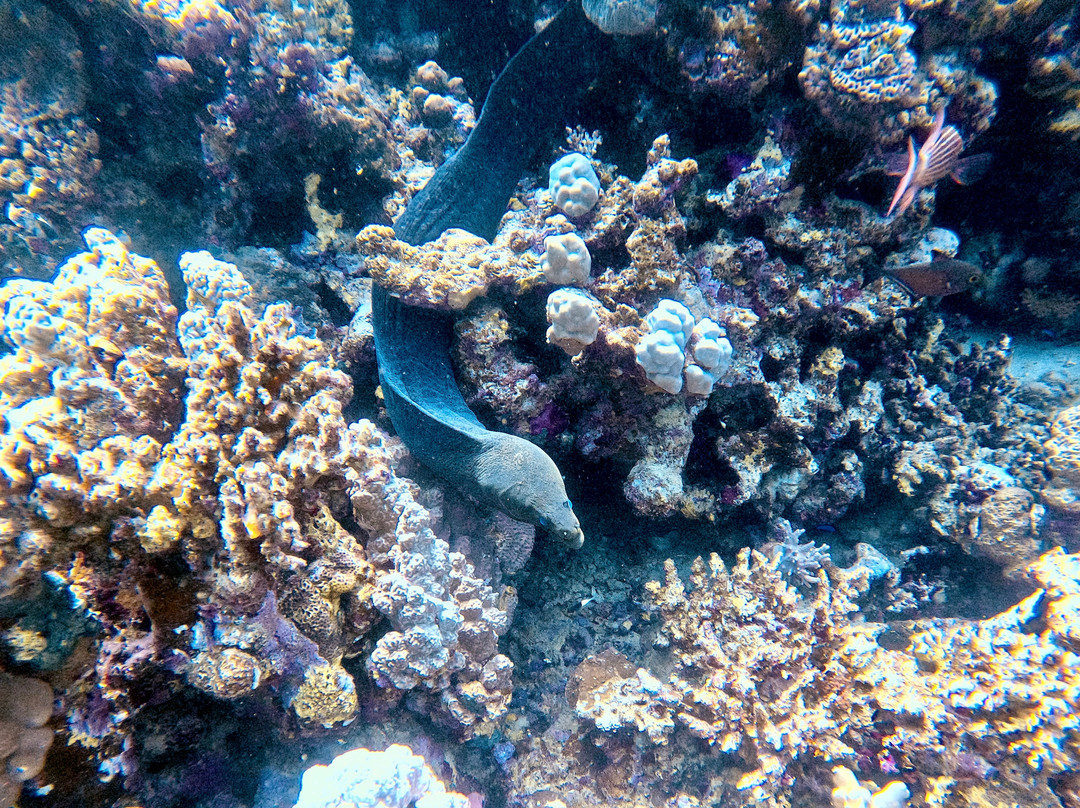 ORCA Dive Club Soma Bay-索马湾必去景点