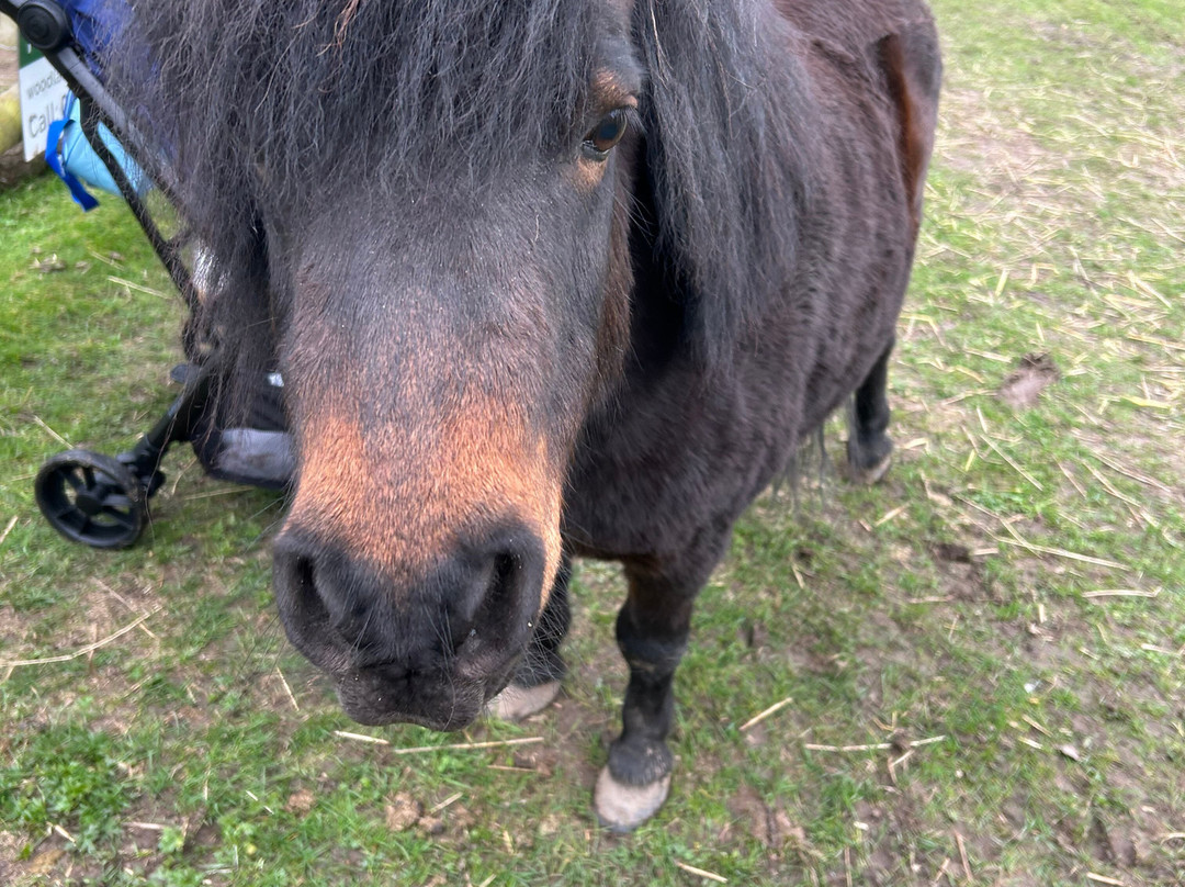 Woodlands Alpaca Farm-沃灵顿必去景点