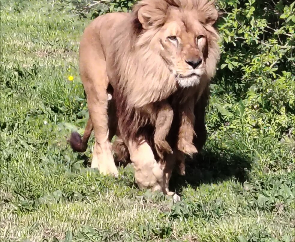 Natur'zoo de Mervent-Mervent必去景点