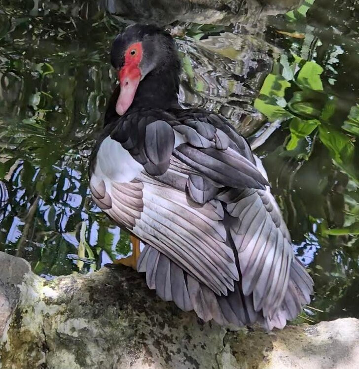 Nathaly Butterfly Garden-明多必去景点