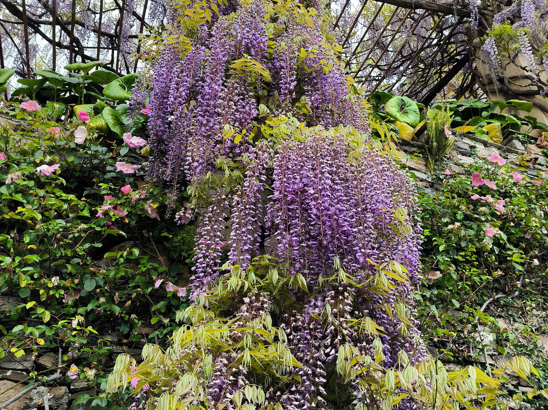 I Giardini Di Villa Della Pergola-阿拉西奥必去景点