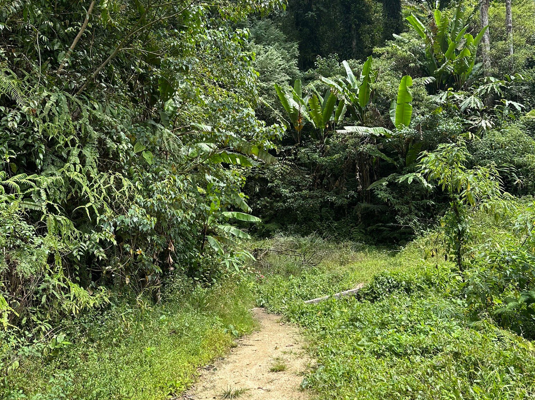 Ferns, Fronds, Friends & Family-丹那拉塔必去景点