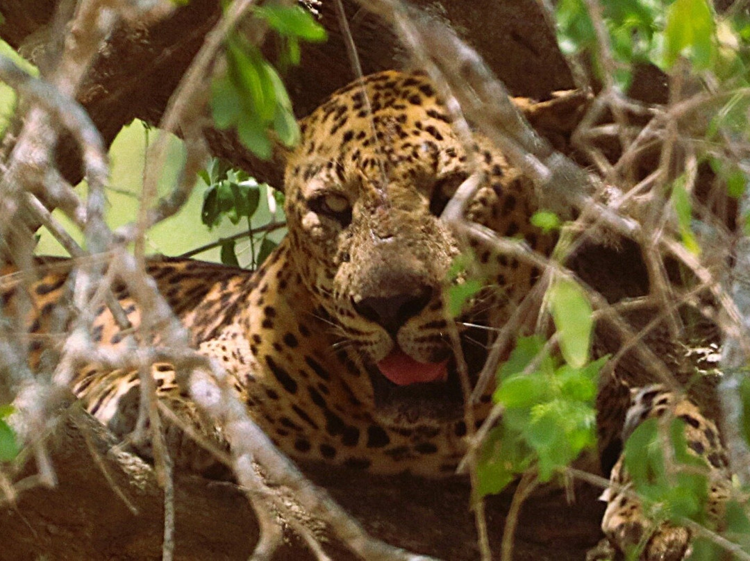 Eddy's Expeditions-加勒必去景点
