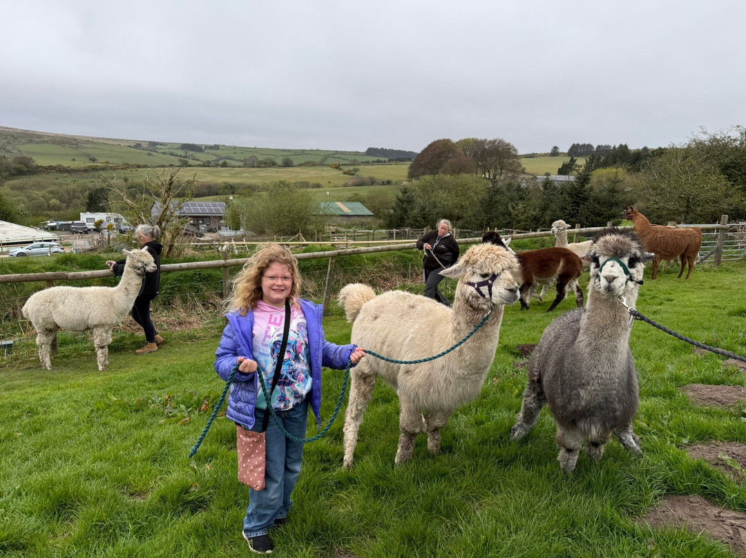 Alpaca Trekking Cornwall-康沃尔必去景点
