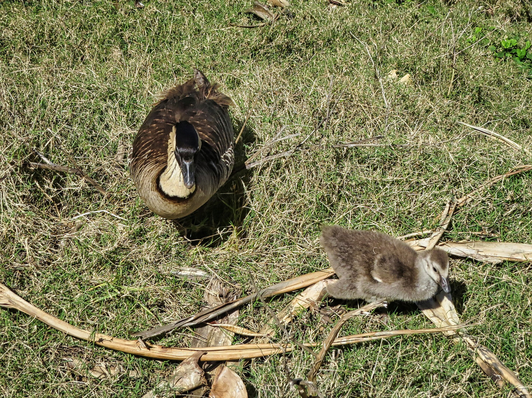 津劳也亚自然生物保护区-基拉韦厄必去景点