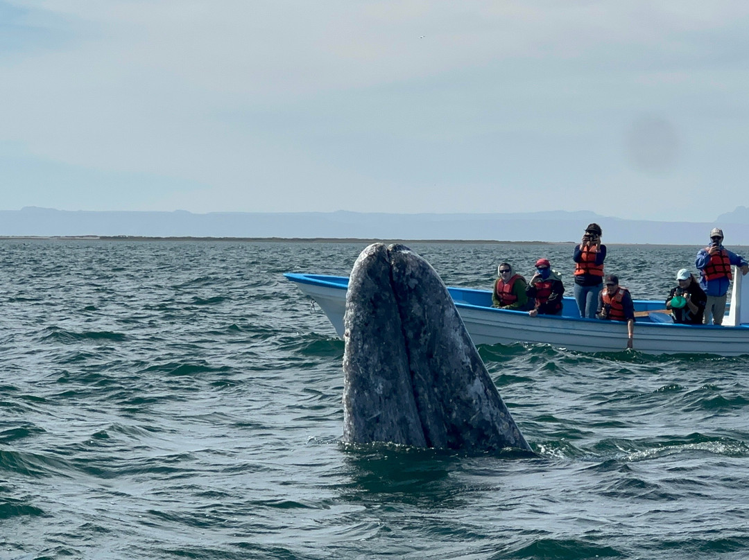 Baja Expeditions - San Ignacio Lagoon-San Ignacio必去景点