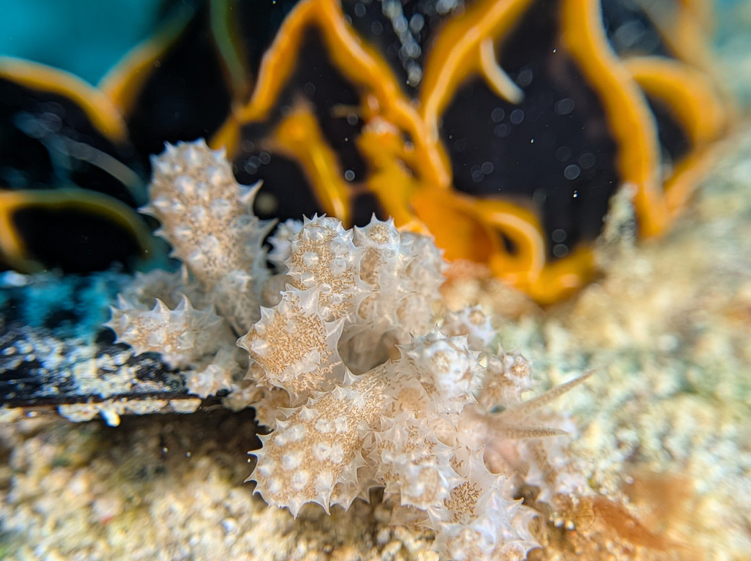 The Three P Beach Resort & Dive Center主图