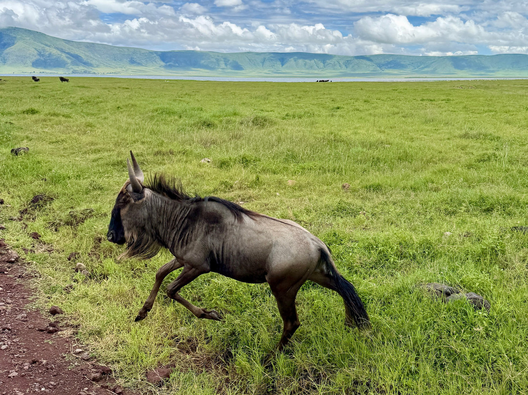 Unlimited Expeditions - The Soul Of Tanzania-阿鲁沙必去景点