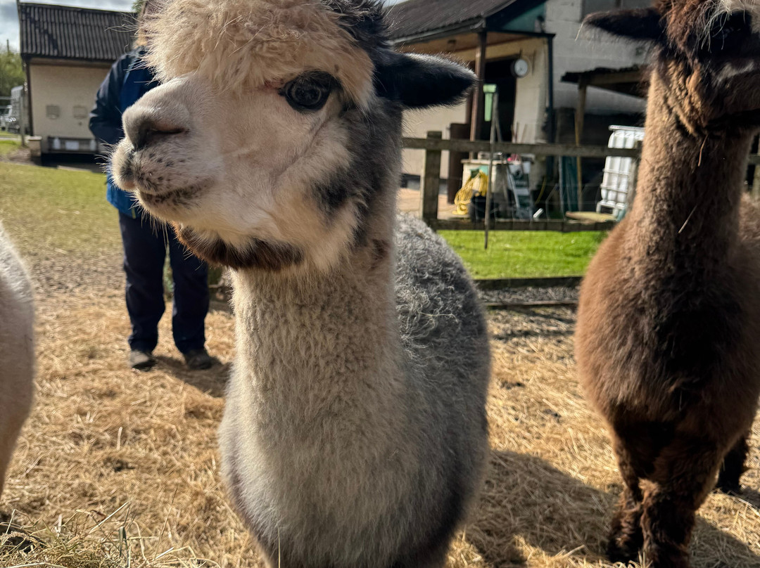 Stoke Wood Alpacas-汤顿必去景点