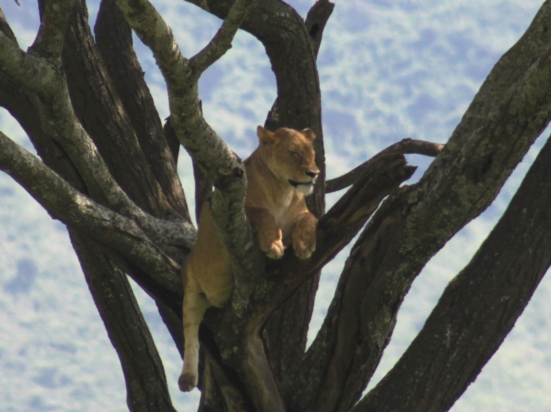 Wild Authentic Tanzania-阿鲁沙必去景点