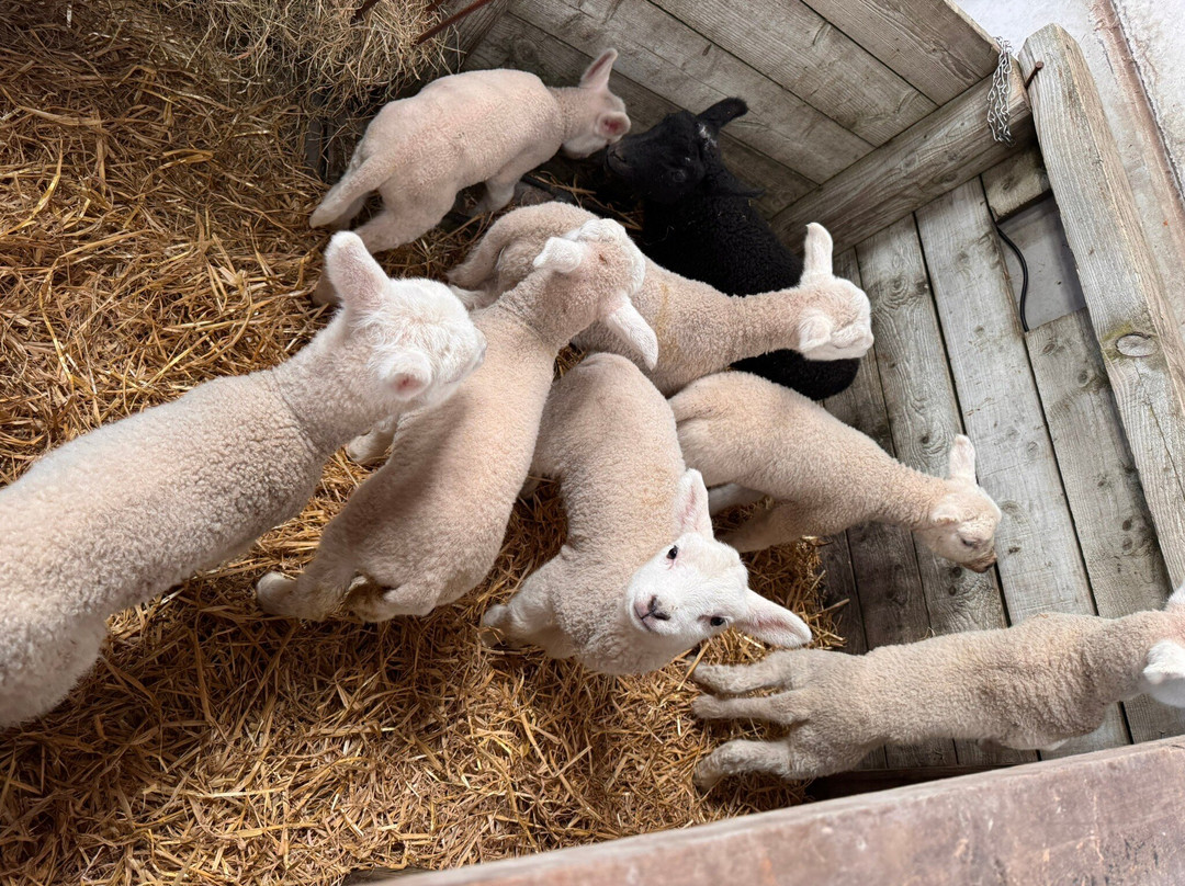 Kilmacolm Farm Tours