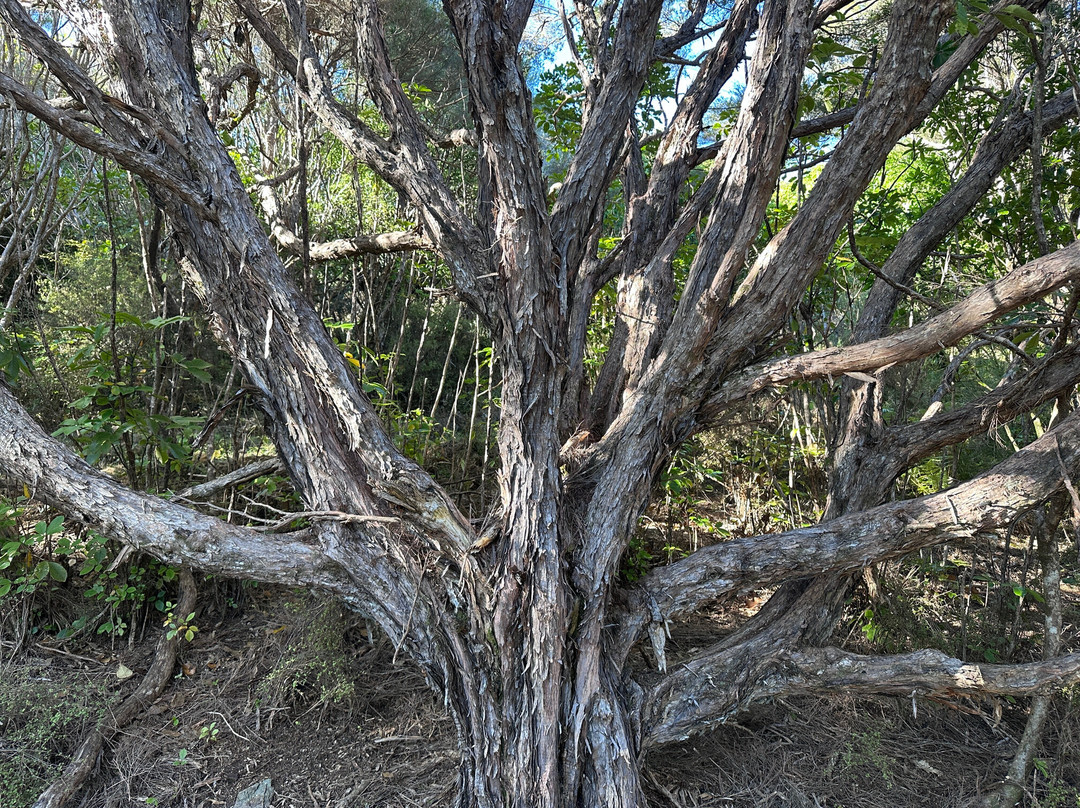 Onahau Point Lookout-Te Mahia必去景点