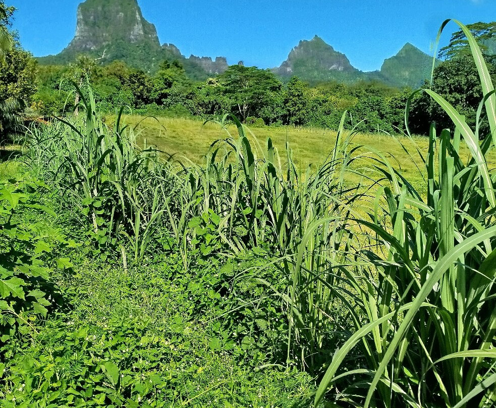 Ranch Opunohu Valley-马哈雷帕必去景点