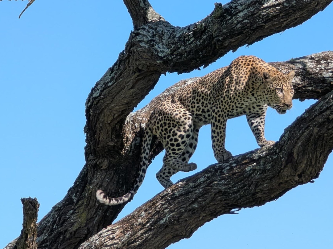 Serengeti  Exclusive  Fly in & Fly Out Safaris