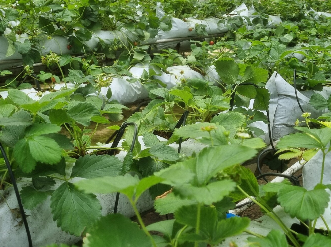 Healthy Strawberry Farm-丹那拉塔必去景点