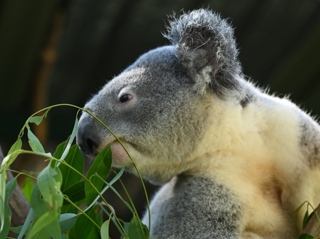 Featherdale Sydney Wildlife Park-Doonside必去景点