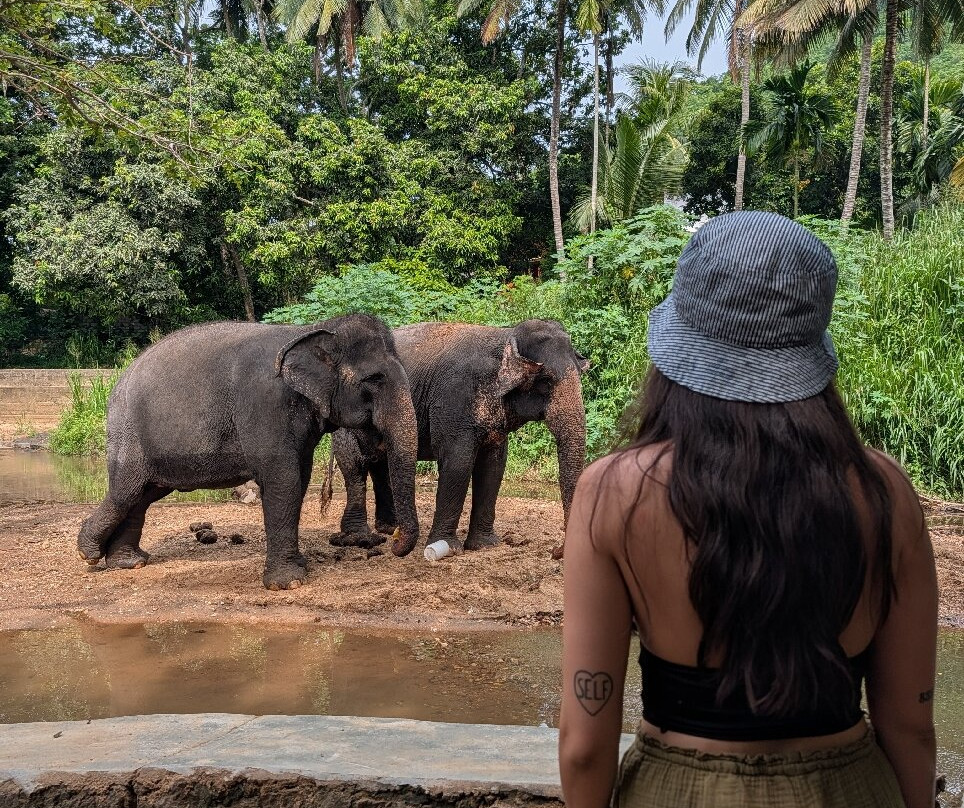 Elephant Freedom Project-凯格勒 必去景点