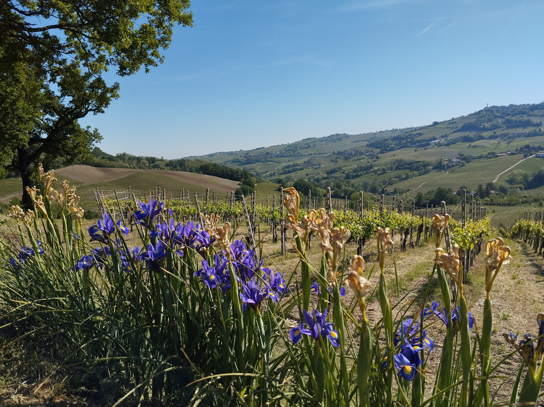 Agriturismo Poggiacolle
