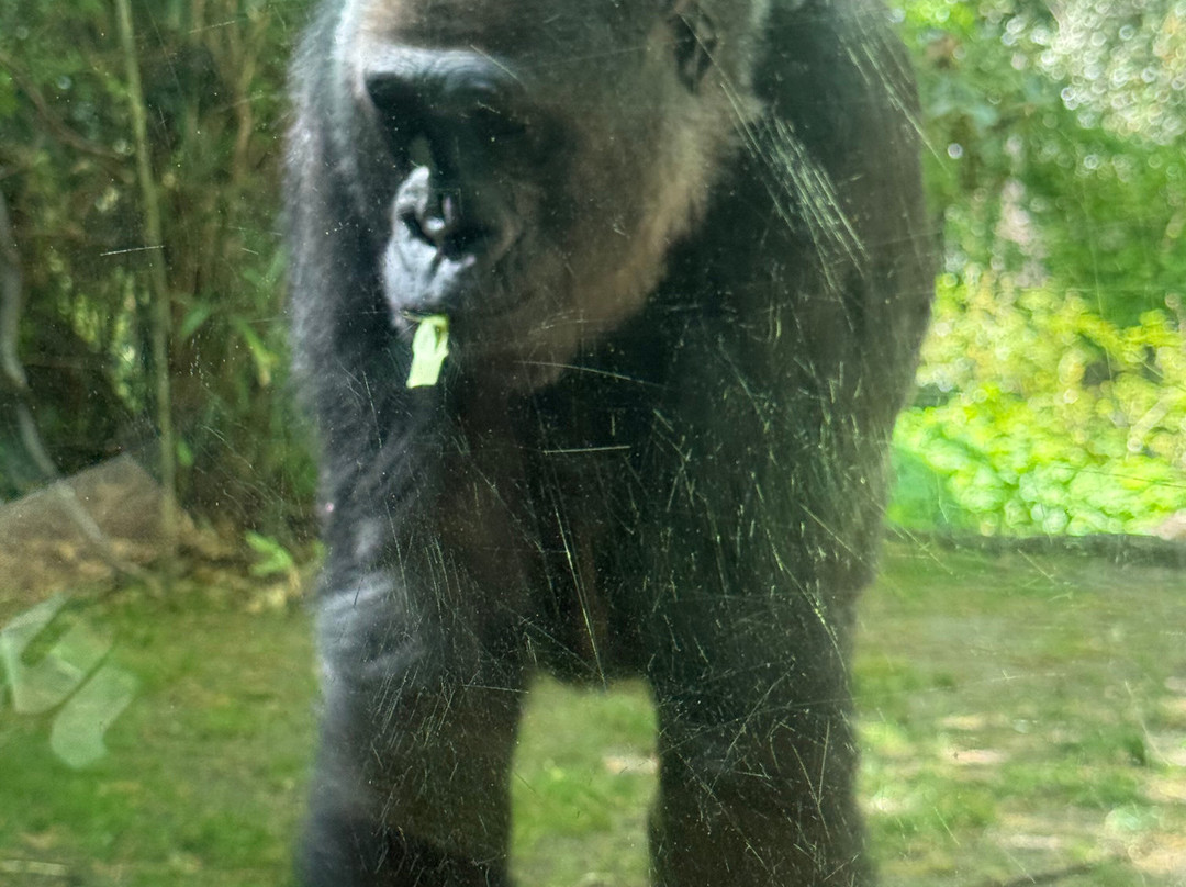 Bronx Zoo-布朗克斯必去景点