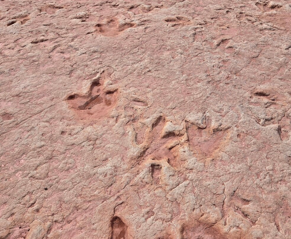 Dinosaur Tracks-蒂巴城必去景点