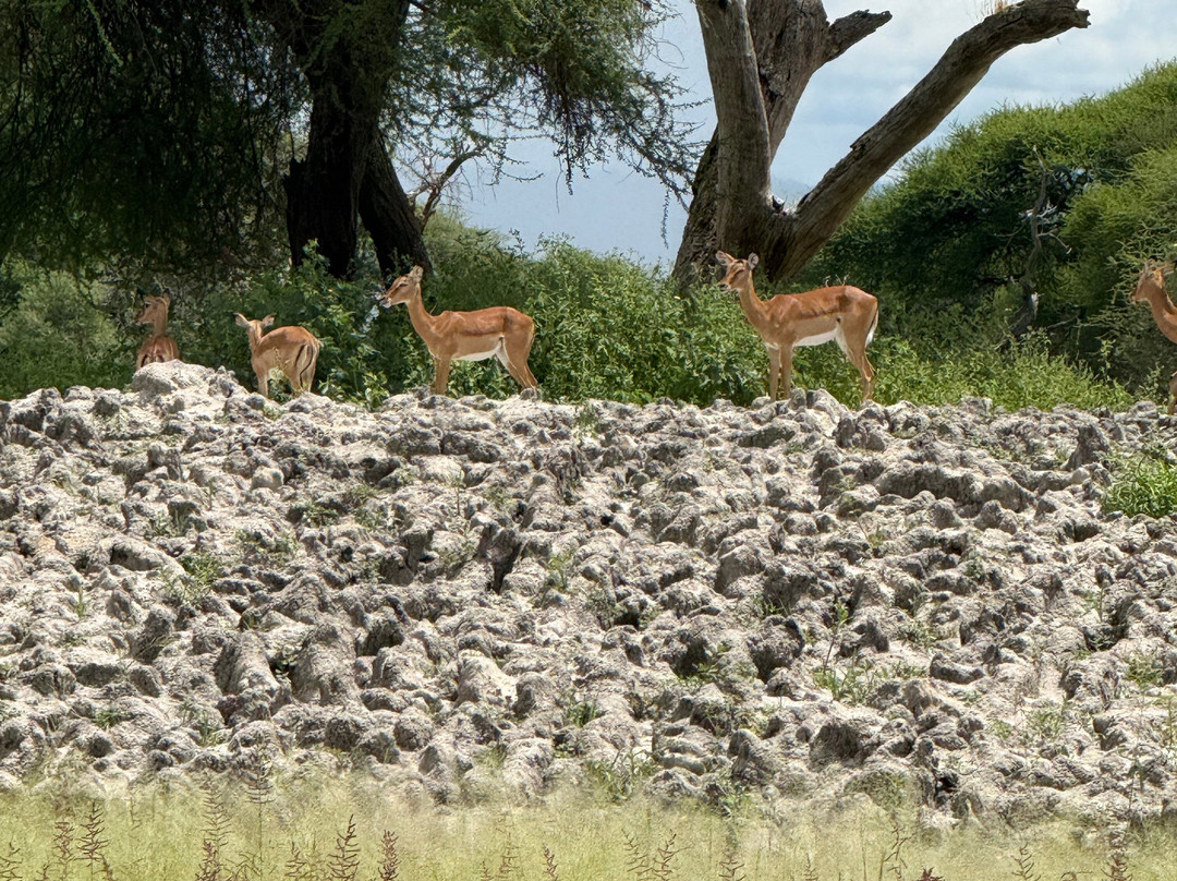 Africa Campsbay Tours-阿鲁沙必去景点
