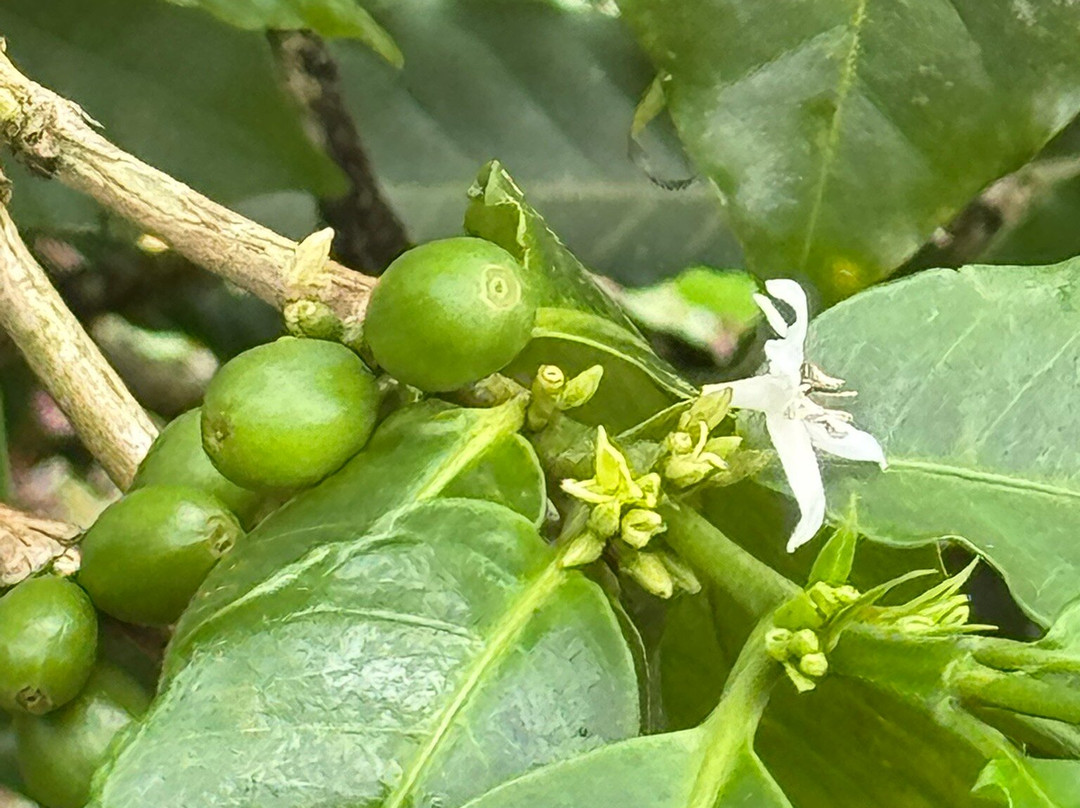Cafe & Cacao Tour Bijagua-Bijagua de Upala必去景点