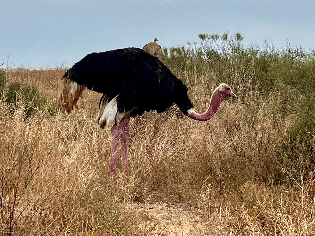Parc Nacional de Souss-Massa-Takate必去景点
