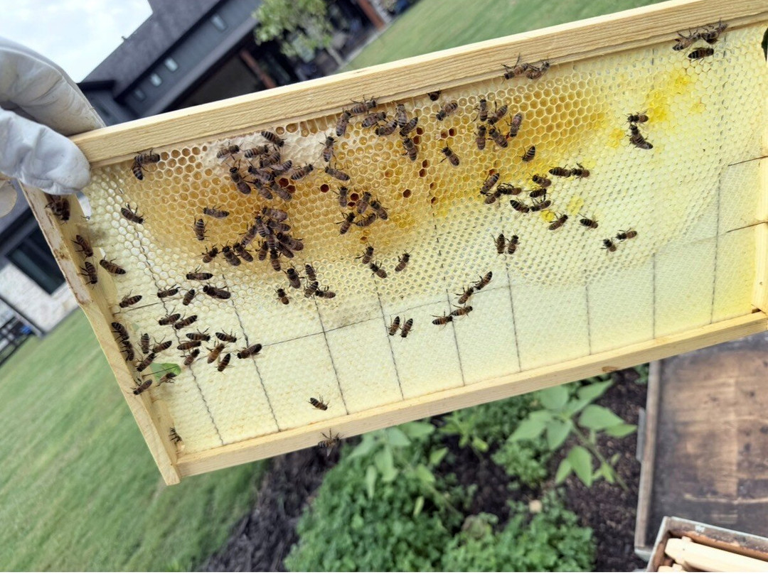 Beeweaver Honey Farm-Navasota必去景点