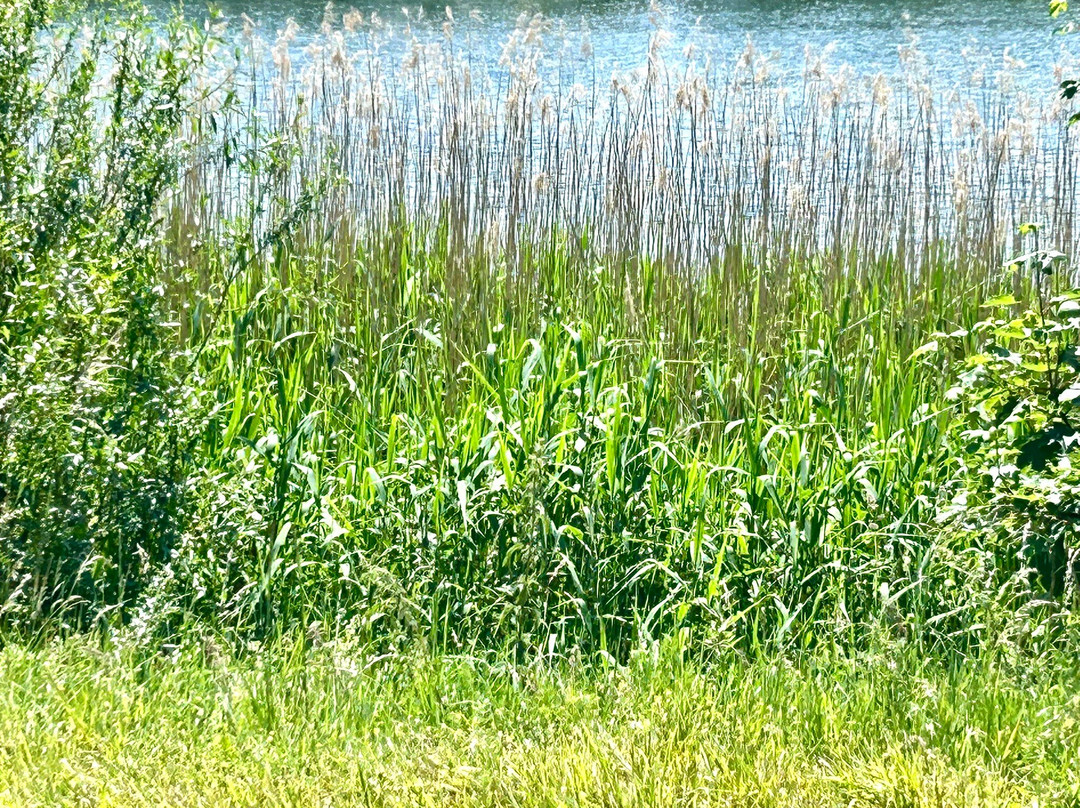 Brasserie L'oeuf Capelle Aan Den Ijssel