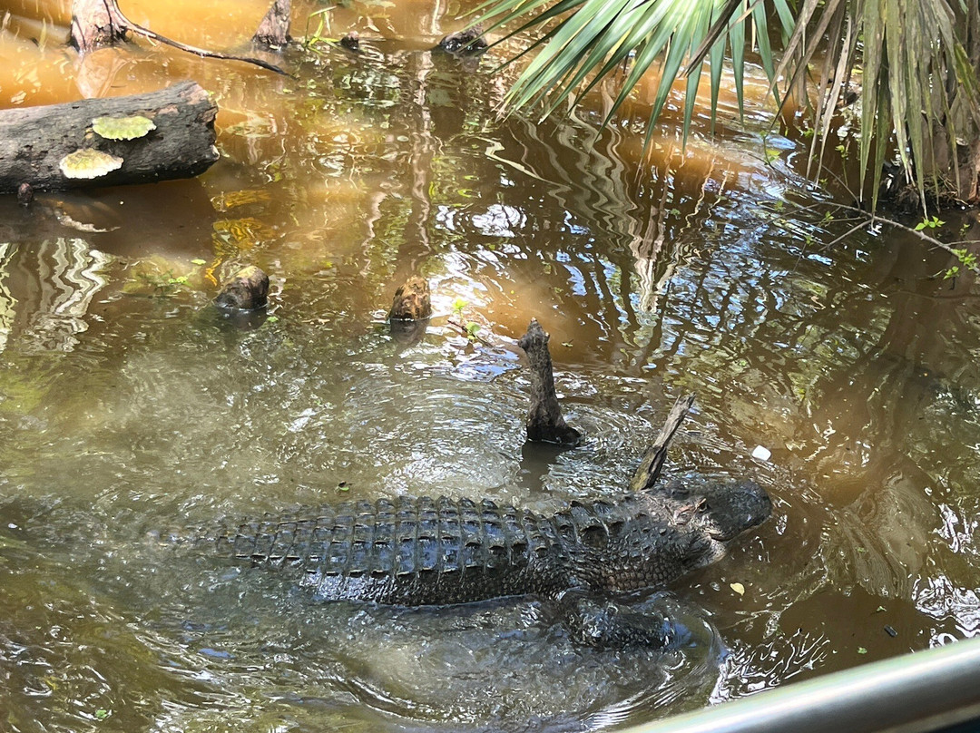 Cajun Pride Swamp Tours-LaPlace必去景点