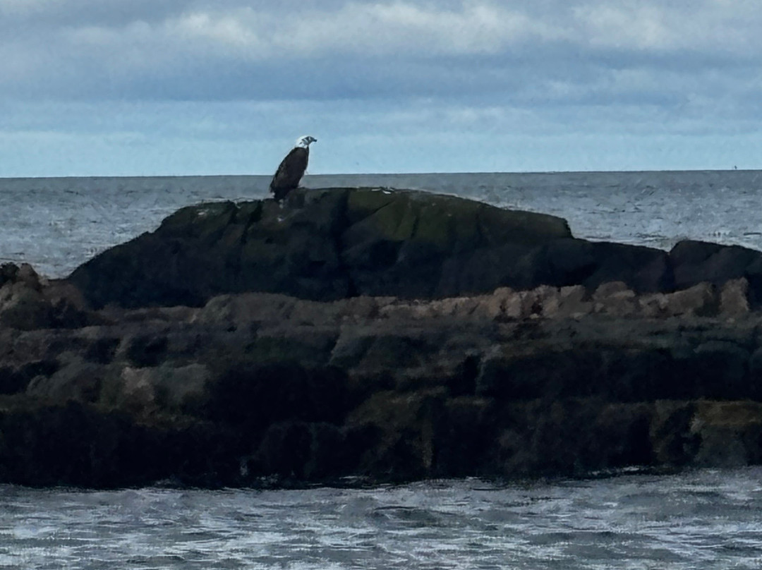 Acadia Puffin Cruise-Steuben必去景点