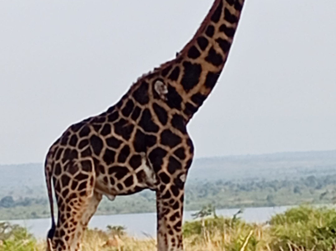 Jambo Eco Tours & Safaris-坎帕拉必去景点