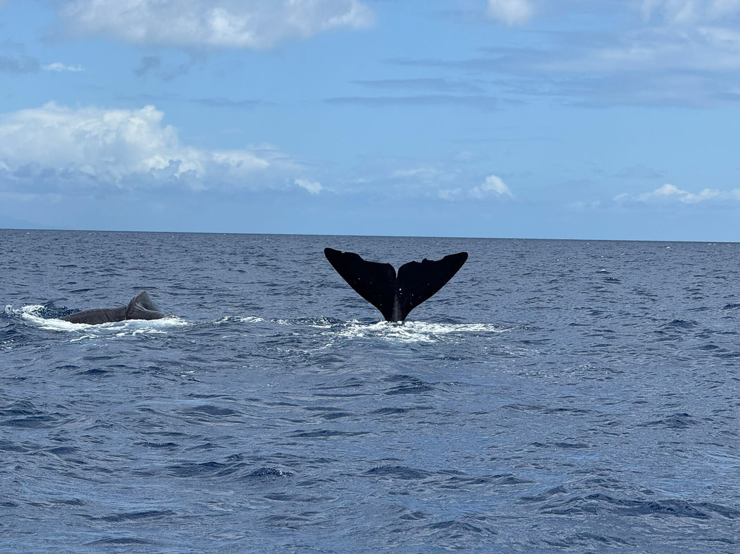 Dominica Water Tours-Scotts Head必去景点