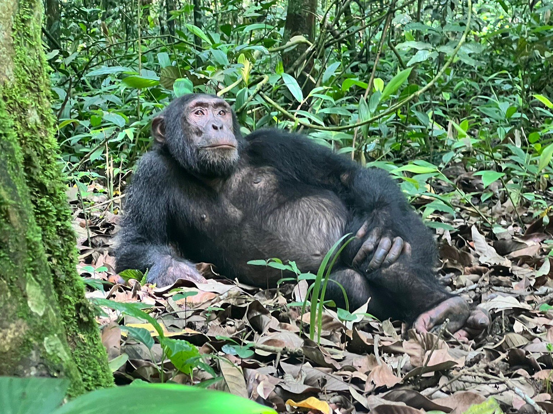 Chigo Tours Africa-坎帕拉必去景点