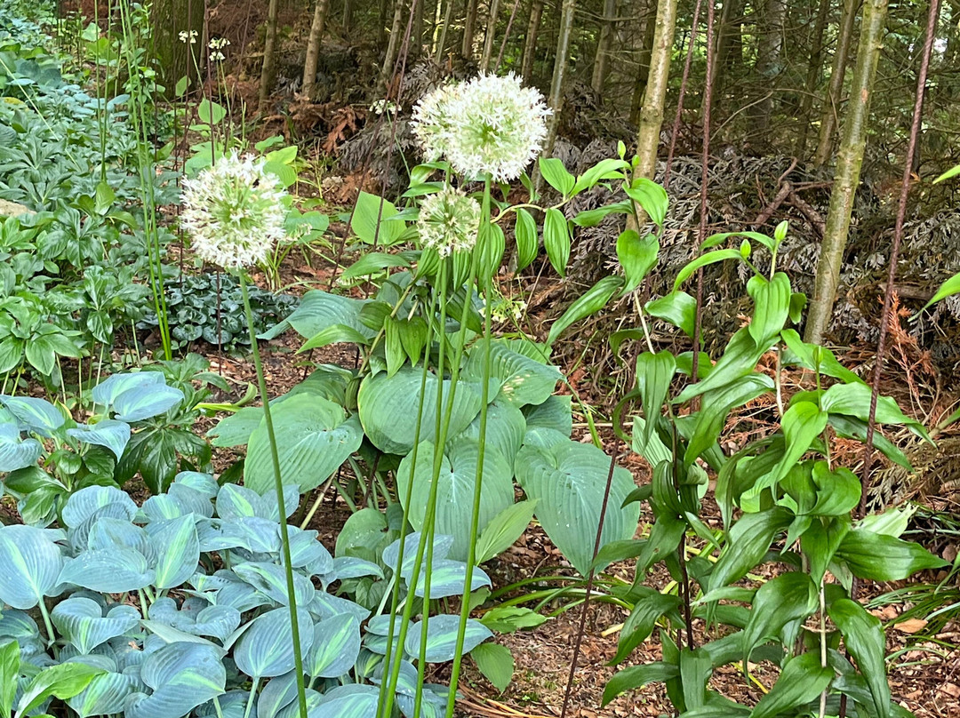 Enemaerkets Hostahave-灵克宾必去景点