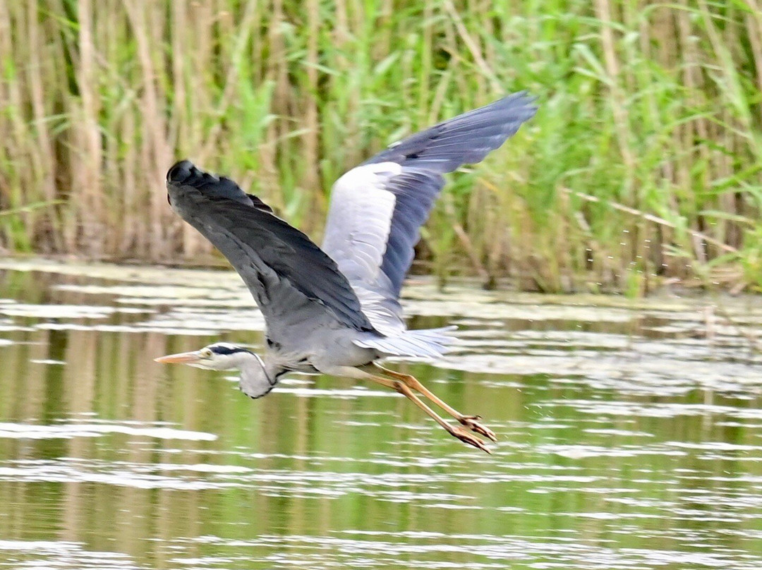 Whisby Nature Park-林肯必去景点