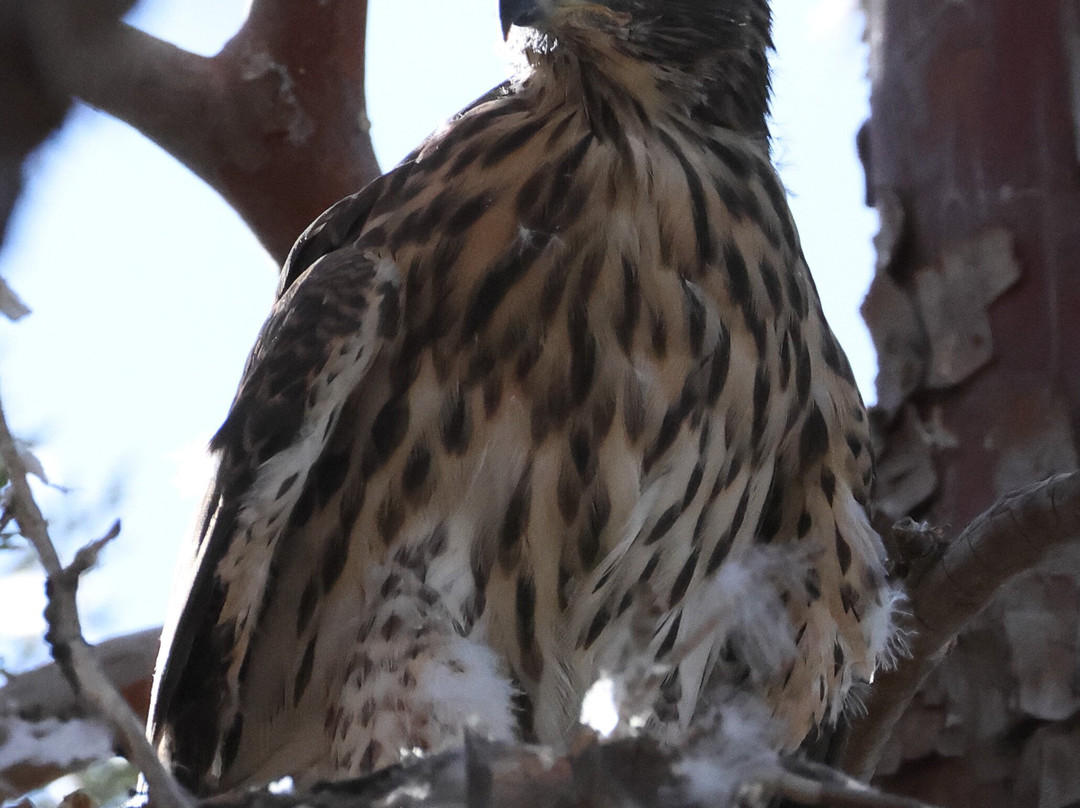 Ramsey Canyon Cabins & Bird Sanctuary主图