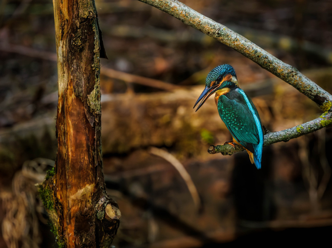 GG Wildlife Experiences Ltd-Goring-on Thames必去景点