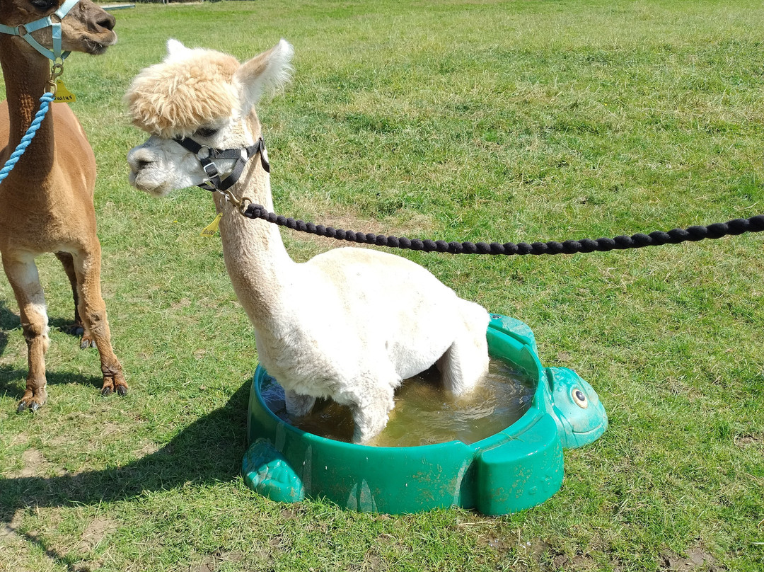 Lindway Springs Alpacas-Alfreton必去景点