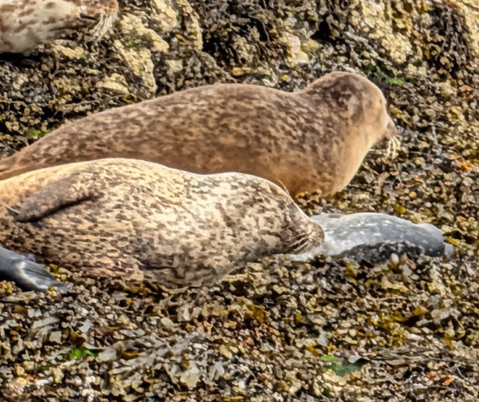 Calum's Seal Trips-Plockton必去景点